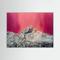 In The Pink Light